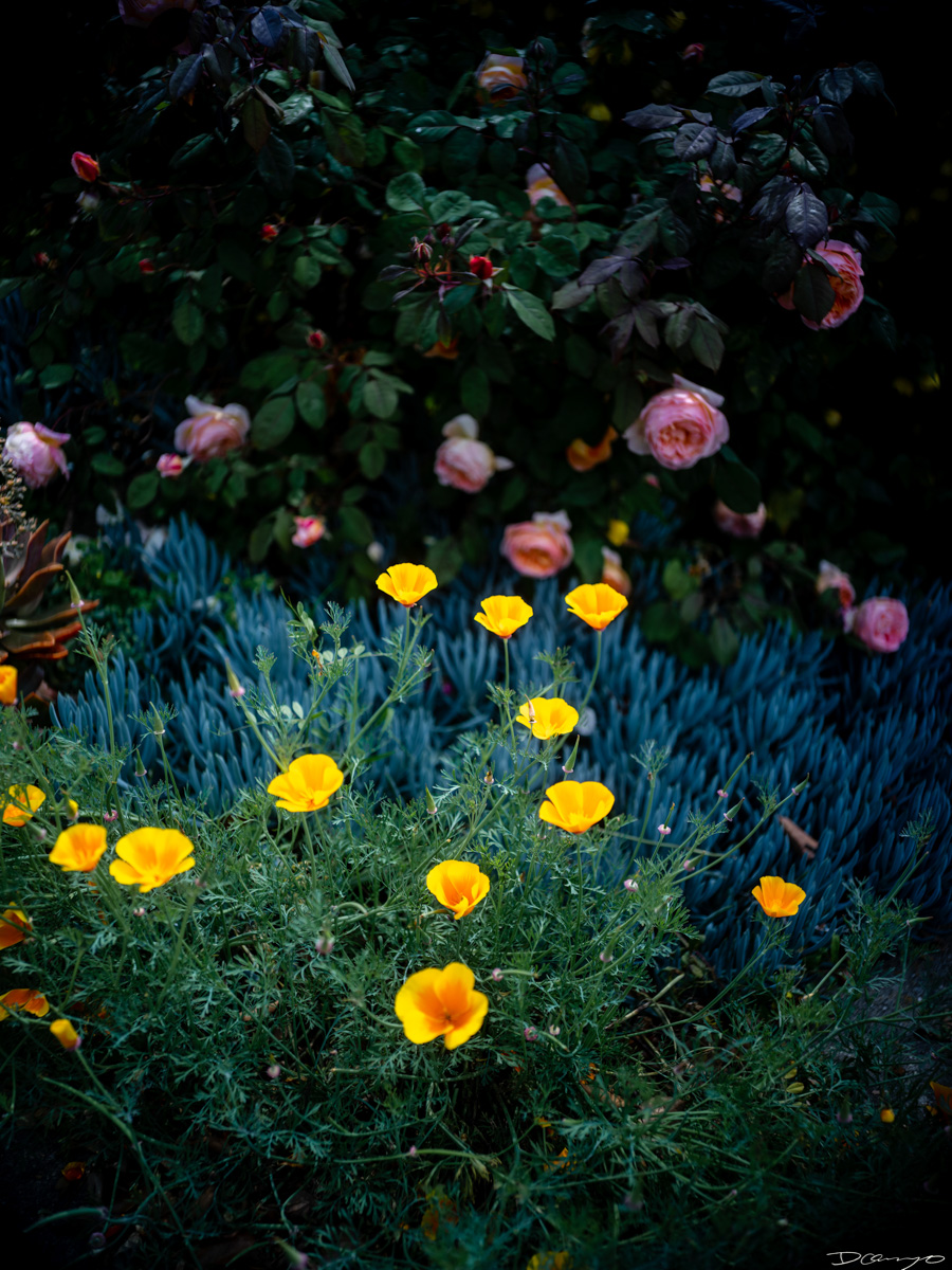 Pretty things that I wanted to take pictures of around Berkeley in 2023.